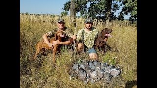 Как охотится на вяхиря, ответы на вопросы подписчиков...pigeon hunting