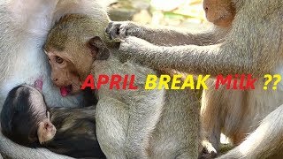 Crazy Janet Baby Hungry Feeding | April Nurse Janet Scared To Break Milk | Sounds Monkey