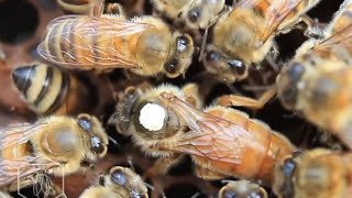 Abeja Reina