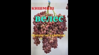 Виноград Кишмиш Велес (grapes seedless kishmish Veles, huge bunches )