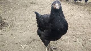 ШОК!!!Не показывать детям!Куры Доминанты спасли крольчат от гибели!!!!!!