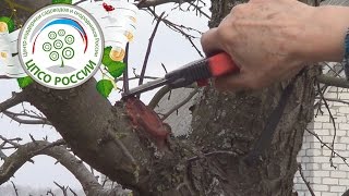 Обрезка яблони. Прореживание взрослой яблони.
