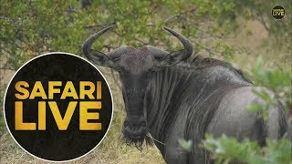safariLIVE - Sunrise Safari - May 19, 2018