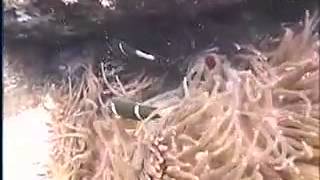 Scuba Diving   Woman On Eastern Jewels Dive