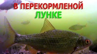 Зимняя рыбалка.ПОВЕДЕНИЕ ПЛОТВЫ В ПЕРЕКОРМЛЕНОЙ ЛУНКЕ. ( Подводные съёмки )