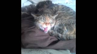 Poes wordt boos