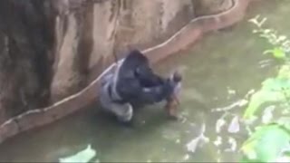 Police Open Criminal Investigation Amid Cincinnati Zoo Gorilla Incident