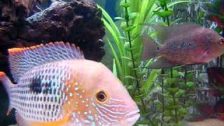 Zhen Zhus Pearl Flowerhorn & Cichlasoma Bocourti's