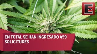 Cofepris analiza solcitudes para uso recreativo de la marihuana
