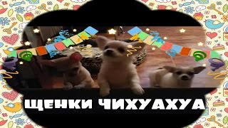 ЩЕНКИ ЧИХУАХУА ДВА МЕСЯЦА, ПЕРВАЯ ПРИВИВКА.