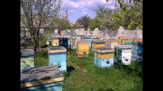 КАКОЙ УЛЕЙ ВЫБРАТЬ??? Улей  Рута.  Дадан на 12 рамок.