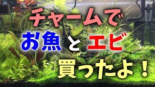 【アクアリウム】新春！チャームで生体購入！【コケ取り生体たち】