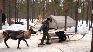 Пинега. Стойбище оленеводов кочевников.
