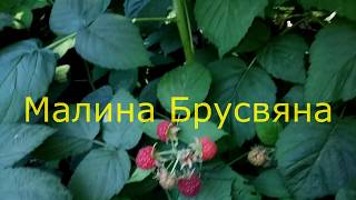 малина  БрусвЯна полное  и подробное описание сорта