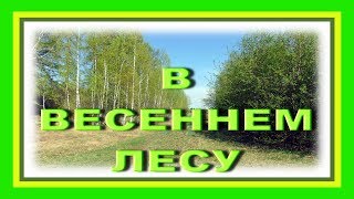 В весеннем лесу звуки Природы. Релакс