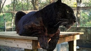 Les panthères noires n'existent pas !