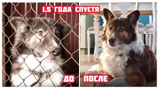 Встреча через 1,5 года. Из приюта в дом.