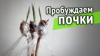Драцена ❀ Пробуждаю почки ❀ Увлажнение стебля