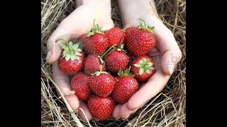 Чудо Ягодница Домашние Грядки Отзывы
