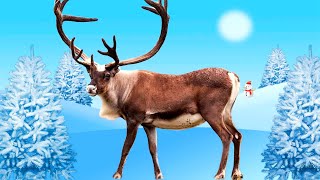 Животные для детей - животные севера, развивающие мультики для детей