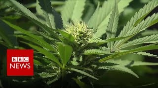 California wildfires destroy legal marijuana crops - BBC News