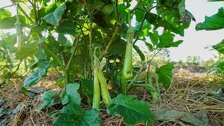 ปลูกผักตามคันนา ลูกดกๆ เก็บมะเขือยาว มะเขือญี่ปุ่น Organic  garden by ครัวบ้านผม