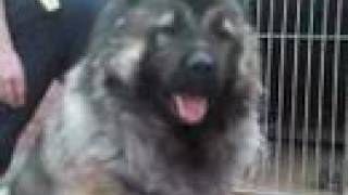 Caucasian sheep dog ( kavkaski ovtcharka, caucasian mountain dog, caucasian shepherd )