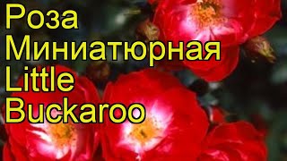 Роза миниатюрная Литле Баккаро. Краткий обзор, описание характеристик Little Buckaroo