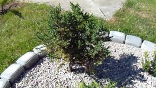 Juniperus chinensis