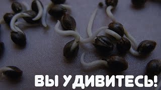 Водка для прорастанuя семян!