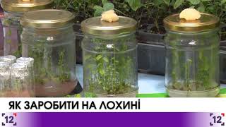 Волинь: як заробити на лохині