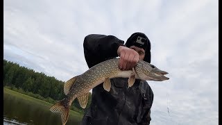 Рыбалка на Рыбинском водохранилище. Ловля щуки и окуня на спиннинг и на "дорожку".