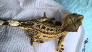 Crested Gecko Morph Madness!