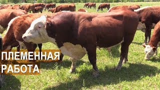 Племенная работа по разведению мясного КРС герефордской породы. КФХ Колесниковых
