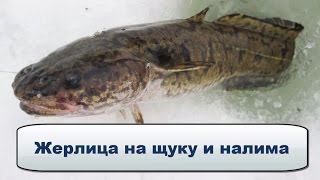 Жерлица на щуку и налима