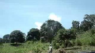 mango plantation