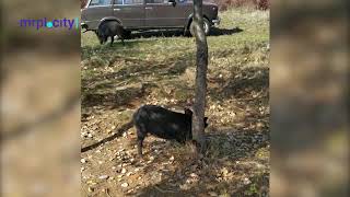 Кабаны около водохранилища в Мариуполе