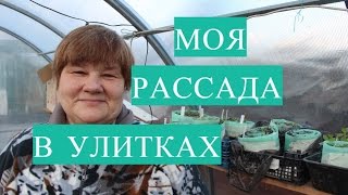 Рассада в Улитке. Обзор Моей Теплицы с Рассадой.(18.03.2017)