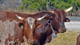 La raza bovina Ovambo. Namibia