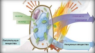 ***Обмен Веществ в Организме Человека***