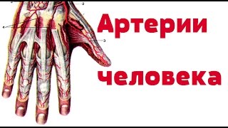 Видео-урок по анатомии. Артерии человека / Артерії людини