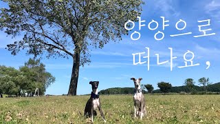 [애견동반여행] 양양으로 떠나는 힐링캠프 강아지 여행 이탈리안 그레이하운드 Bmpcc4k イタリアン・グレイハウンド Itagre/Italian Greyhound 개두마리