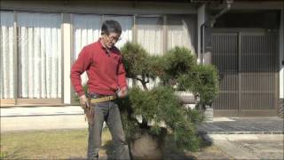 「玉崎弘志の松の剪定と仕立て直し教室」ご紹介