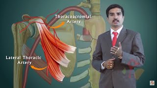 AXILLARY ARTERY ANATOMY ANIMATED LECTURE - Dr Bhanu prakash  usmle videos