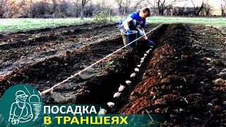 ? Посадка картофеля при выращивании по траншейной технологии Гордеевых