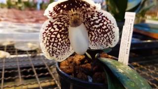 Schwerter. Теплицы с орхидеями. Швертер. Schwerter`s greenhouse with orchids.