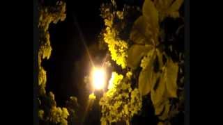 Kolory Muzyki - C. Saint-Saens - Karnawał Zwierząt "Łabędź"