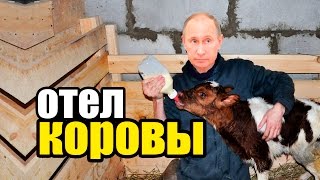 Отел коровы и прием теленка. Все о родах. Как рожает корова \ Live Calf Birth Video