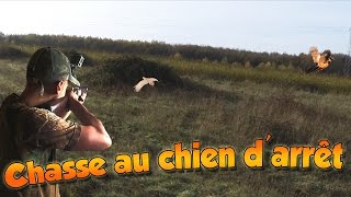 chasse petit gibier - Chasse au chien d'arrêt