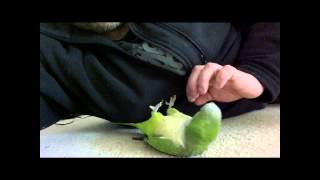 Very Cute and Playful Pet Parrots